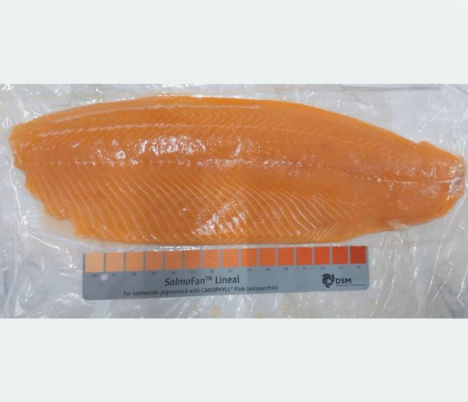 Filetti di salmone trim e sushi grade